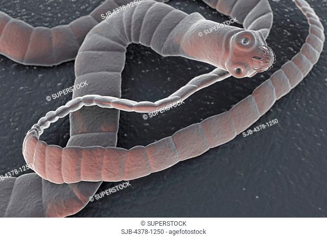 A cestode, a parasitic tapeworm