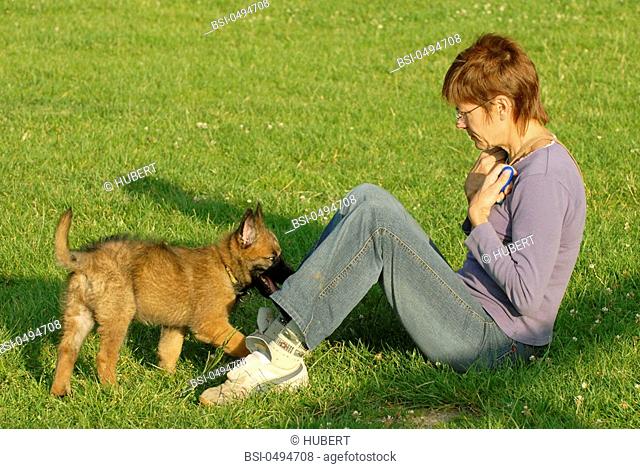 WOMAN WITH ANIMAL Female 9-week-old puppy Belgian Laekenois. Learning of obediance following the method of Clicker with her master
