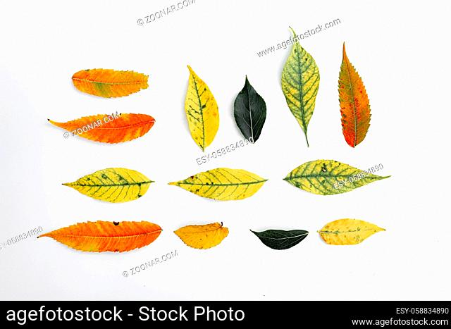 Autumn yellow leaves on white background. Top view of fall background. High quality photo