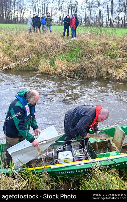 12 December 2023, Saxony-Anhalt, Zerbst: Robert Frenzel (l) and Jens Windheuser (r) from the Institute of Inland Fisheries Potsdam-Sacrow lift a sea trout out...