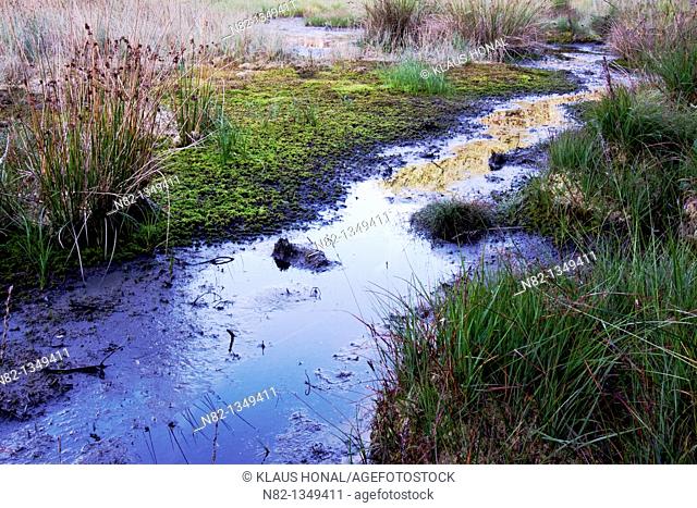 Marshland is a biotop for rare plants and animals - Bavaria/Germany