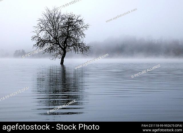 18 November 2023, Baden-Württemberg, Riedlingen: A tree stands in the morning mist in a meadow flooded by the Danube. Photo: Thomas Warnack/dpa