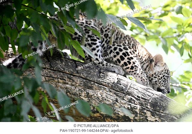18 July 2019, North Rhine-Westphalia, Cologne: A young leopard sits in a tree in a zoo enclosure. On April 3rd the two kittens Nikan and Banu were born