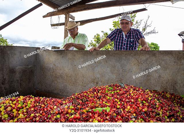 Farm owner and supervisor observes how workers unload coffee beans collected in a pool to process them in the plantation