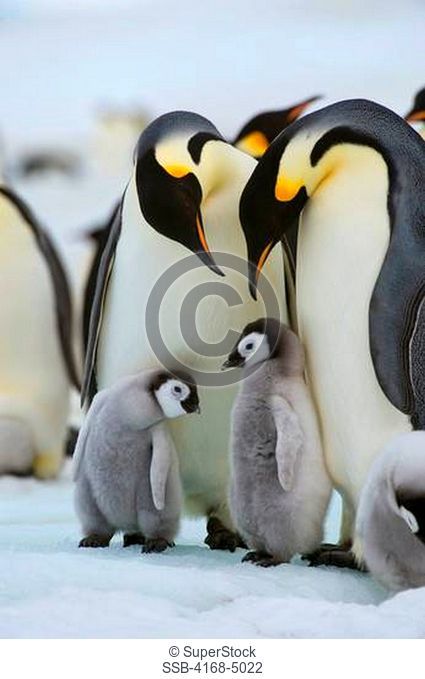 antarctica, weddell sea, snow hill island, emperor penguins aptenodytes forsteri, colony, adults with chicks