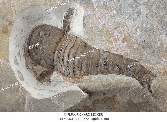 Fossil Sea-scorpion Eurypterid sp from Silurian Wenlock series of Podilskyj, Ukraine