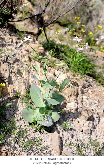 Collejon de Almeria (Moricandia foetida) is an annual plant endemic to southeastern Spain. This photo was taken in Desierto de Tabernas Natural Park, Almeria