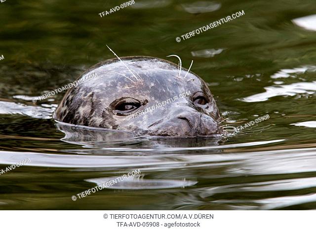 common seal, Stock Photo, Picture And Rights Managed Image. Pic.  TFA-AVD-05908 | agefotostock