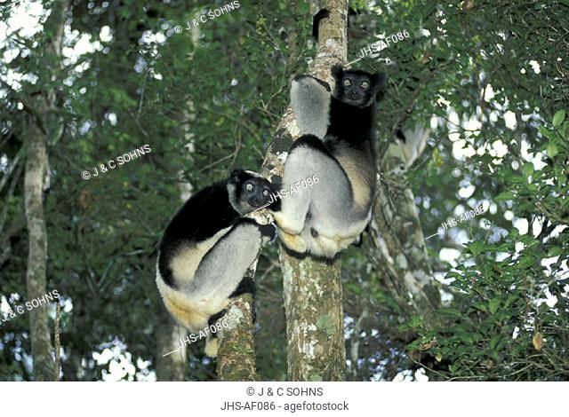 Indri , Indri indri , Perinet Game Reserve , Andasibe , Madagascar , Africa , Adults ,  Pair , couple on tree