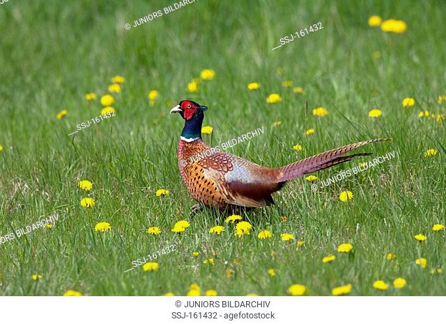 Common Pheasant male - standing on meadow / Phasianus colchicus