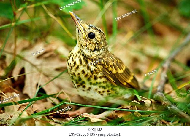 Baby song thrush bird (Turdus Philomelos) on the forest floor