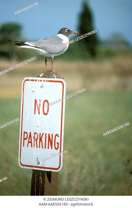 Laughing Gull breaking the law