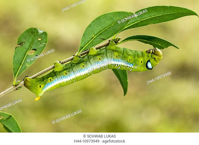 Animal, Army Green Moth, Butterfly, Caterpillar, Daphnis nerii, Hawk Moth, Insect, Moth, Nature, Oleander Hawk-Moth, Sphingidae, Green, Switzerland, Lepidoptera