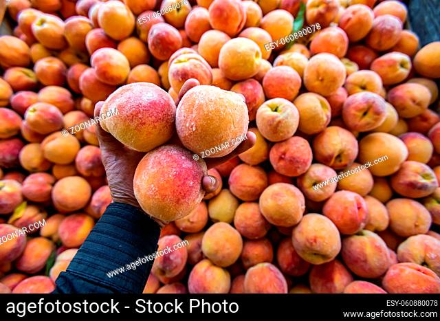Man's hand in long sleeve holding three red heaven peaches from a container at the local fruit market. Bright yellow and orange color