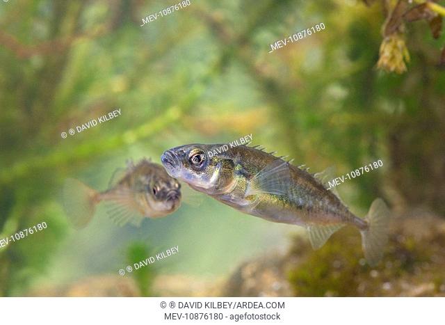 Nine-spined stickelback - Pair photographed underwater, (Pungitius pungitius). Wiltshire, England, UK