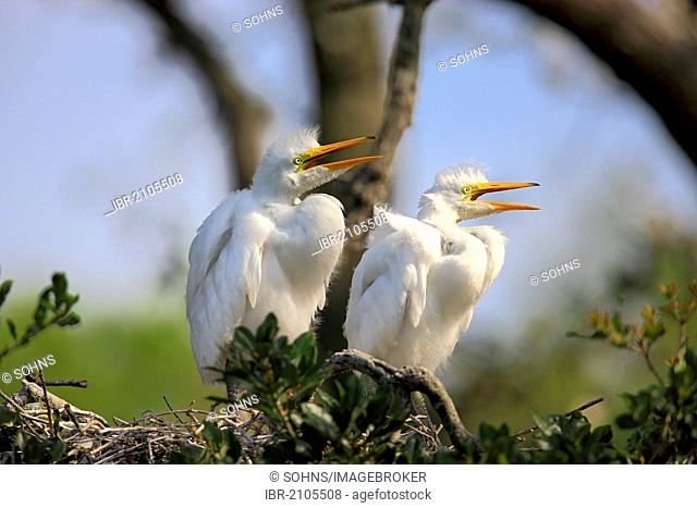 Great Egret (Egretta alba), juvenile birds on the nest, Florida, USA