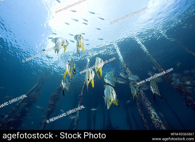 Longfin Batfish under Aborek Jetty, Platax teira, Raja Ampat, West Papua, Indonesia