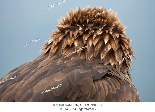 Golden eagle Aquila chrysaetos close-up of head feathers  Scotland, February 2010 taken in controlled conditions