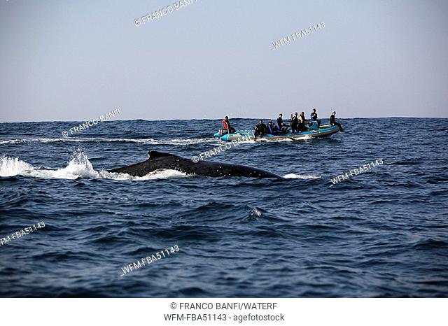 tourists following humpback whale, Megaptera novaeangliae, Wild Coast, Transkei, Southeast Africa, Indian Ocean, Mozambique