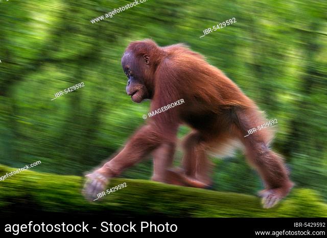 Young Sumatran orangutan, running (Pongo pygmaeus abelii), Sumatran orangutan, young, running, Southeast Asia, animals, sideways, side, running, landscape
