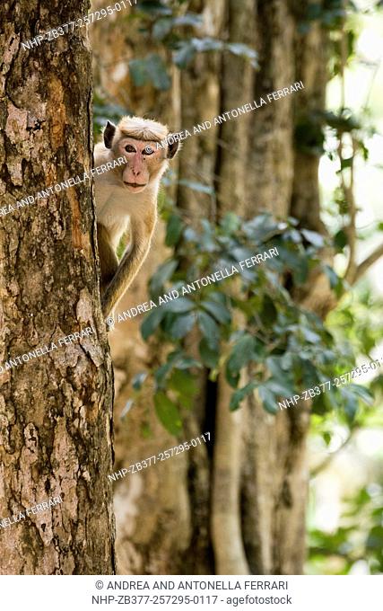 Toque macaque Macaca sinica, an endemic species, Wilpattu National Park, Sri Lanka