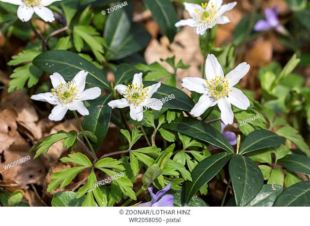 Wood Anemone or Windflower (Anemone nemorosa)