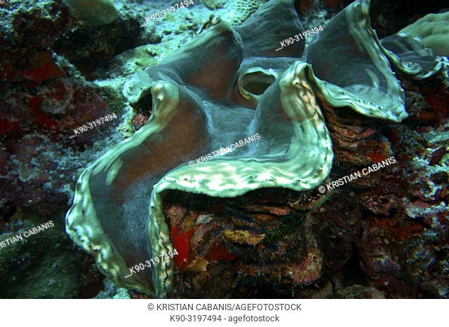 Close up of a Large giant clam (Tridacna maima) an a colorful reef overgrown with corals, Indian Ocean, Maldives, South Asia