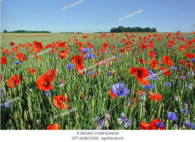 WHEAT FIELDS WITH POPPIES AND CORNFLOWERS, ORNE 61
