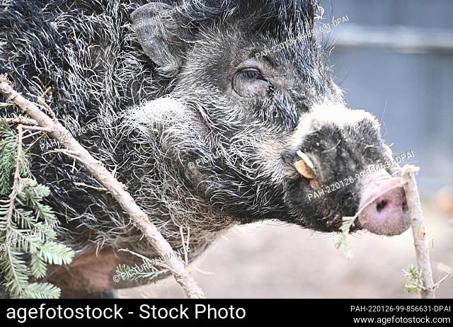 25 January 2022, Rhineland-Palatinate, Landau in der Pfalz: Breeding boar Cebu snouts at a leftover Christmas tree in his enclosure at Landau Zoo in the...