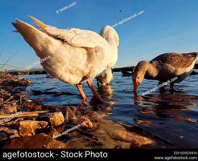 gooses birds eating by the water of the lake in evening time in Ioannina Greece