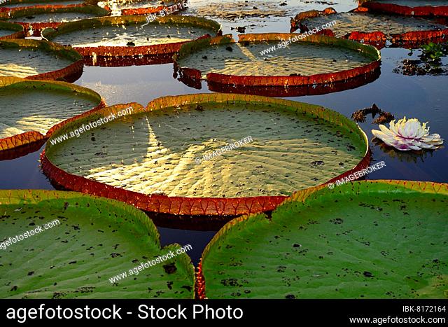 Leaves of the amazon water lily (Victoria amazonica) with flower in evening light, Pantanal, Mato Grosso, Brazil, South America