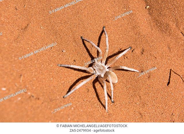 Dancing White Lady Spider (Leucorchestris arenicola) in the Nabib Desert, Namibia