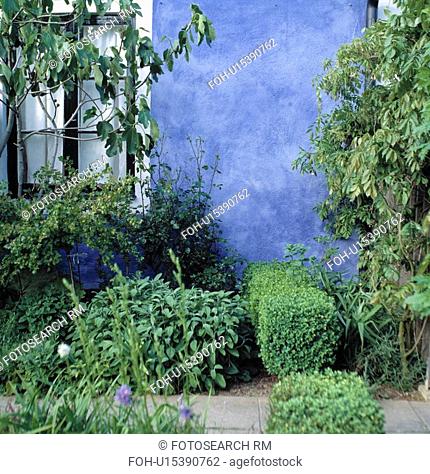 Clipped box shrubs against blue wall in small garden in summer