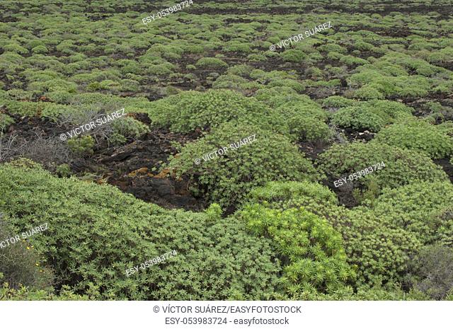 Shrubs of Euphorbia balsamifera. Malpais de La Corona. La Corona Natural Monument. Lanzarote. Canary Islands. Spain