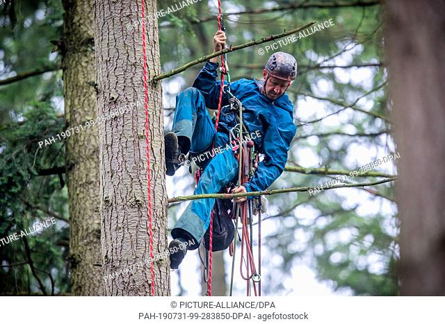 31 July 2019, Mecklenburg-Western Pomerania, Raben Steinfeld: Jan von Hoffmann, a cone picker, ropes down from the top of a Douglas fir from a height of about...