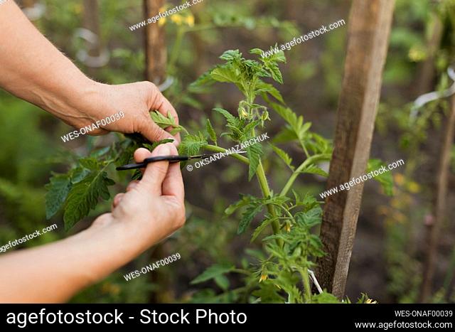 Hands of woman cutting plant with pruning shears