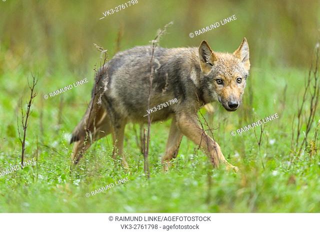 European Gray Wolf, Canis lupus lupus, Young Wolf, Germany