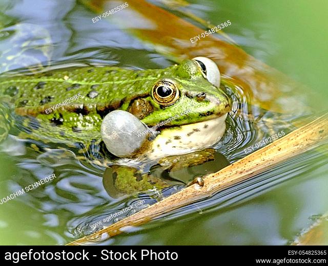 common water frog in a pond blowing up its cheeks