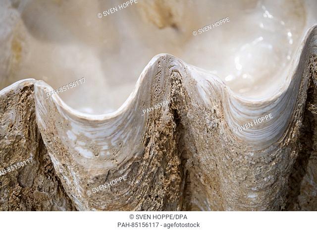 The fossil of a giant clam 'Tridacna Gigantea' can be seen at a booth during the 'Munich Show - Mineral Days' in Munich,  Germany, 28 October 2016