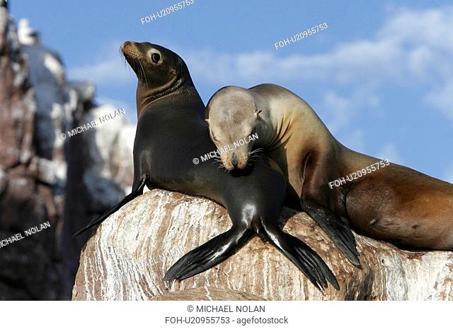 California Sea Lion Zalophus californianus mother and pup hauled out at Los Islotes in the Gulf of California Sea of Cortez, Mexico