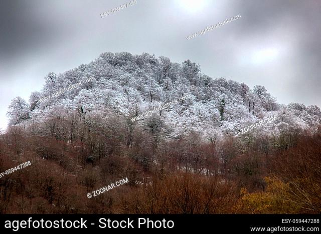 Subtropical deciduous forests during cold weather and snowfall (visible boundary of influence of warm waters of sea), cloud forest, hoarfrost formation