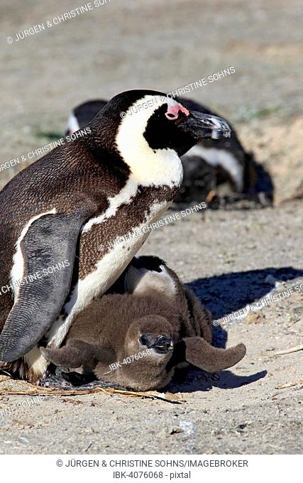 African Penguin (Spheniscus demersus), adult with young, Boulders Beach, Simon's Town, Western Cape, South Africa