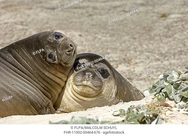 Southern Elephant-seal Mirounga leonina two pups, resting together on sand, Sea Lion Island, Falkland Islands