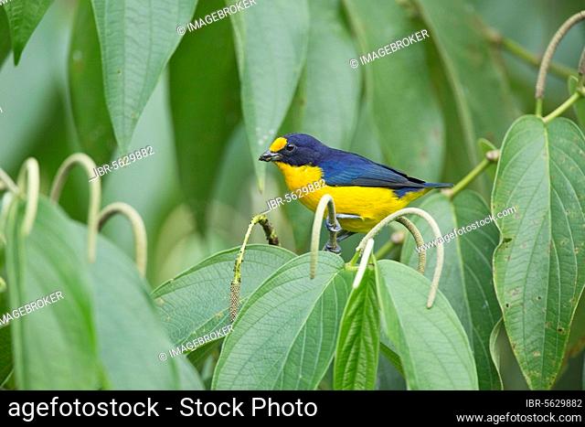 Violet organist, Violet organists, Violet organist, songbirds, animals, birds, finches (Euphonia violacea), Violaceous Euphonia adult male, feeding