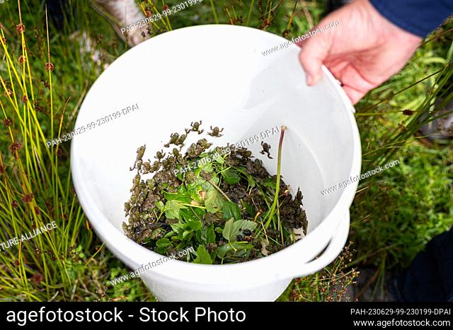 29 June 2023, Lower Saxony, Wolfsburg: Several fire-bellied toads are in a bucket in the nature reserve ""Ilkerbruch and Barnbruchswiesen"" before the...