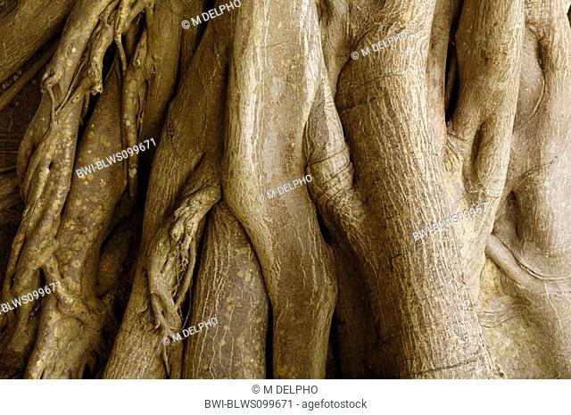 baldcypress Taxodium distichum, roots, USA, Florida, Everglades NP