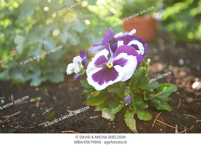 ladies' delight, viola wittrockiana, blossoms, Close up