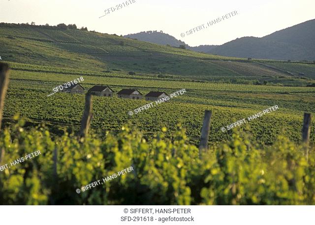Vineyards of the Oremus Estate, Tokaj, Hungary