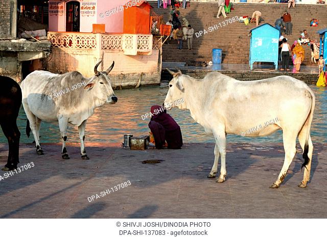 Cows and lady at Har Ki Pauri ; Haridwar ; Uttar Pradesh ; India