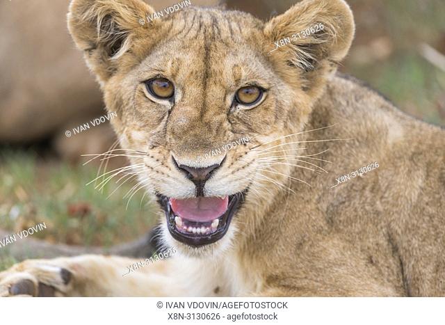 Lion, Pantera Leo, Tanzania, East Africa